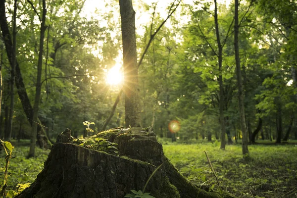 Πρωί Ήλιος Αυξάνεται Ειρηνική Ώρα Στο Πάρκο Εξωτερική Γραφική Υπαίθρια — Φωτογραφία Αρχείου