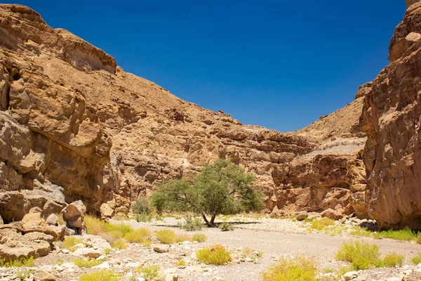 Oriente Médio Paisagem Seca Pedra Rochosa Canyon Passagem Com Árvore — Fotografia de Stock