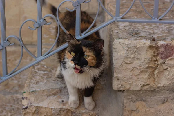 street cat screaming emotion outdoor dirty urban environment