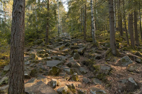 Pineta Tranquillo Altipiano Lunatico Paesaggio Roccioso Paesaggio Nord Americano Sole — Foto Stock