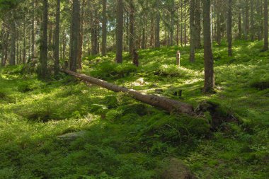 Canlı yeşil çimenler ilkbahar zamanı orman manzarası çamı ve güneşli sabah havasında düşen ağaçlar. 