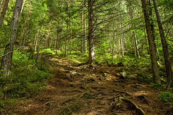 Bajki Zielony Las Spokojny Majestatyczny Krajobraz Kolorowe Ekologia Środowisko Naturalne — Zdjęcie stockowe