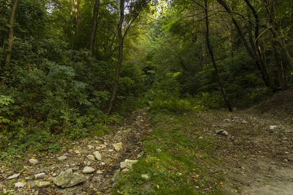 Frühling Zeit Grün Wald Stein Passage Malerische Landschaft Launisch Blick — Stockfoto