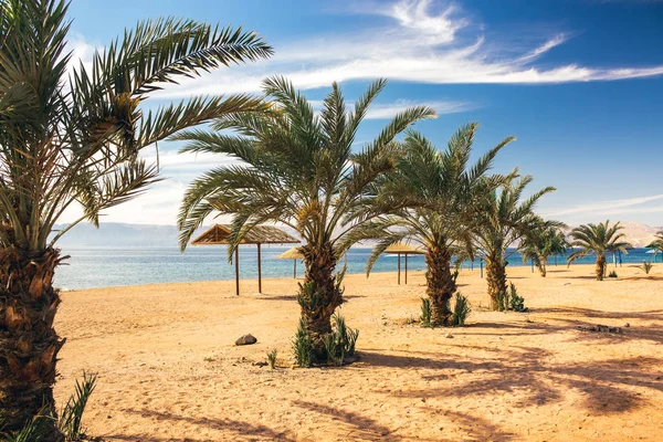 Golfo Aqaba Jordania Arena Palmera Playa Paisaje Idílico Hermoso Verano — Foto de Stock