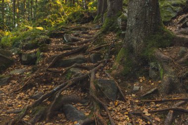 Karanlık peri masalı orman manzarası manzarası. Sonbahar zamanı tepedeki büyük ağaçların resimli kökleri. Yere dökülen yapraklar. 