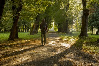 Adam, sonbahar mevsiminde park yolunda kameraya doğru yürüyor sabah vakti yapraklar ve dallar arasında ışıldıyor. 