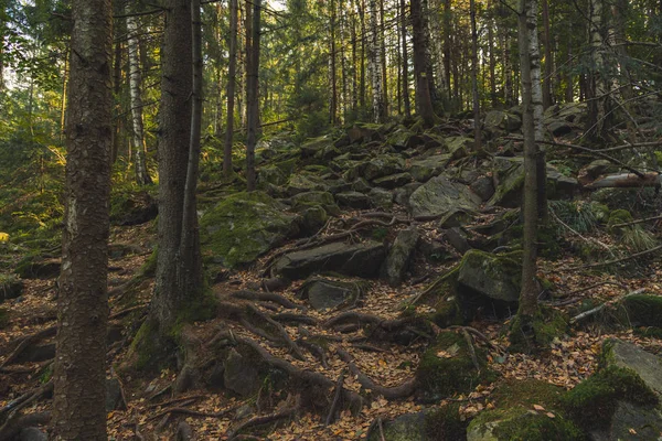 Pittoresca Foresta Selvaggia Nord Altopiano Paesaggio Roccioso Con Molte Radici — Foto Stock