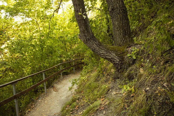 Primavera Bosque Verde Follaje Ambiente Escénico Con Cerca Camino Tierra — Foto de Stock