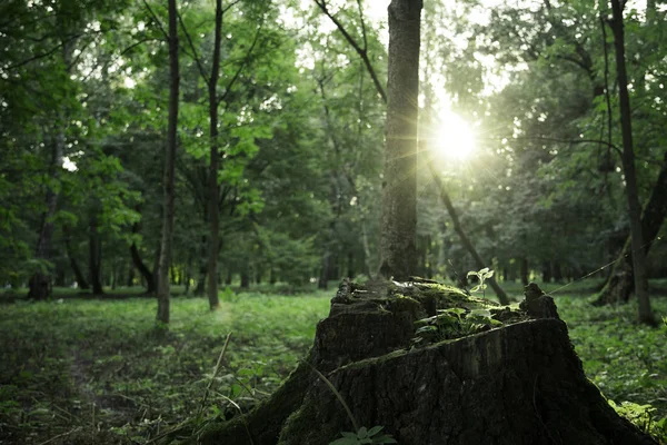 Morgen Sonne Aufgang Zeit Wald Szenische Ansicht Baumstumpf Vordergrund Mit — Stockfoto