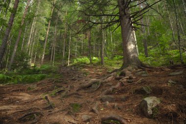 Bahar zamanı parlak yeşil dağlık arazi manzarası yüksek ağaçlar ve kahverengi zemin üzerinde resim gibi kıvrımlı kökler 