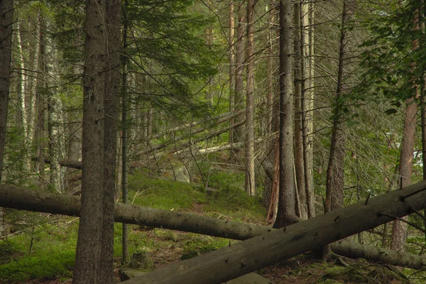 Pine Tree Forest Landscape Felling Highland Natural Environment — Stock Photo, Image