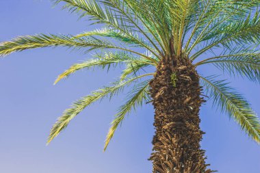 Güney sahili yaz zamanı mavi gökyüzü arka planında manzaralı palmiye ağaçları 