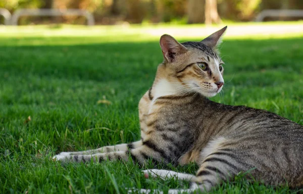 Street Cat Adorable Homeless Animal Looking Bag Laying Green Grass — Stock Photo, Image