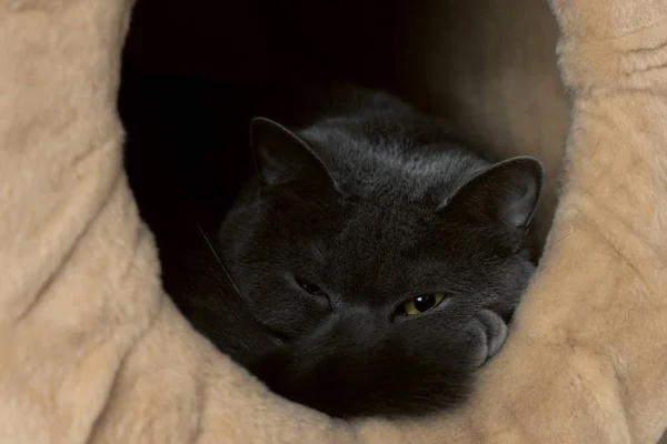 Ngiliz Evcil Kedi Portresi Kızgın Şeytani Gözler Kameraya Bakıyor — Stok fotoğraf