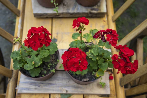 农村静谧生命的红花花瓶在木车春花盛开的季节从上而下 — 图库照片