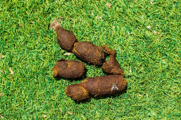 Animal Shit Nasty Stinky Object Fly Green Grass Yard Space — Stock Photo, Image