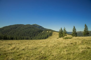 Karpat Dağları çam ormanları dağ manzarası bahar mevsimi manzarası