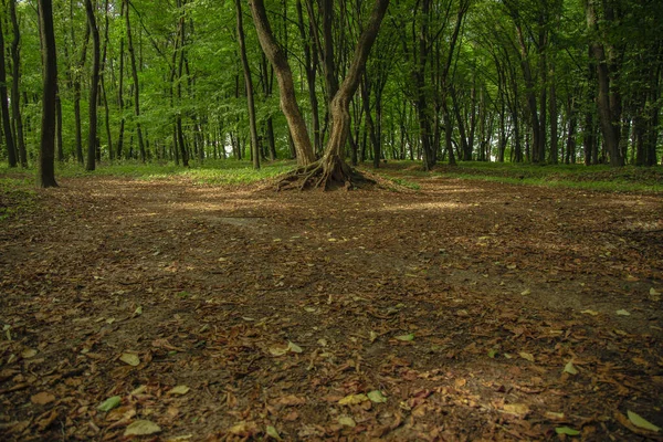 Ambiente pitoresco idílico da vista do prado da floresta com centro da árvore da composição época do verão mês de agosto — Fotografia de Stock