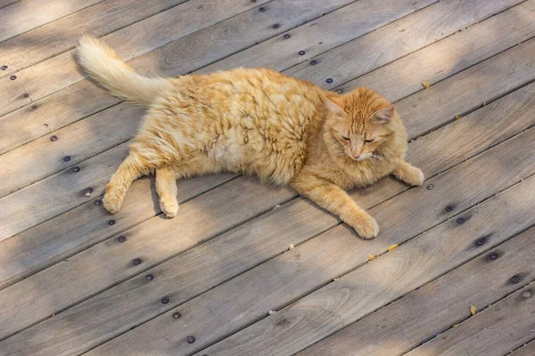 street cat homeless animal theme portrait laying on outdoor wooden deck floor background
