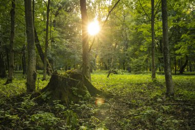 Sabah saatlerinde açık hava parkı. Doğal manzara. Kompozisyonun güneş ışığıyla birleşim merkezi.