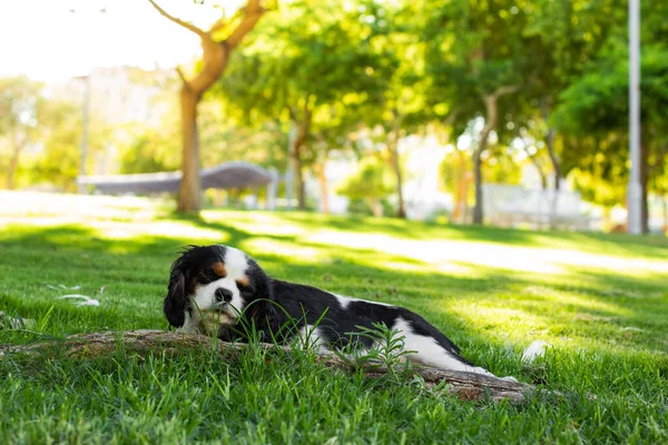 Adorable Rey Charles Cavalier yacía sobre una hierba verde en el soleado parque de primavera tranquilo ambiente natural brillante al aire libre —  Fotos de Stock