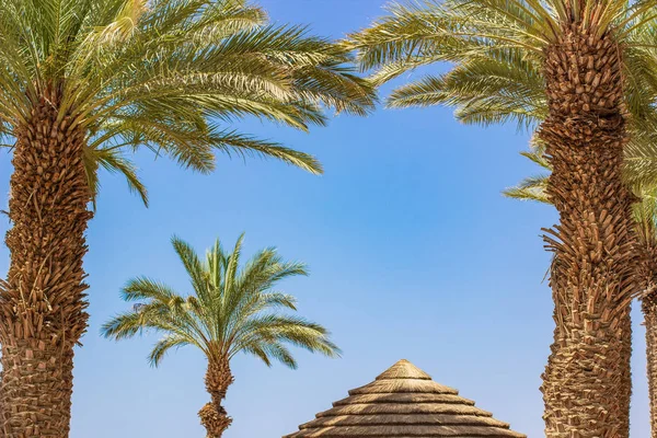 Sur playa verano temporada de vacaciones vista panorámica de palmeras y sombrilla de paja en el fondo cielo despejado, espacio de copia — Foto de Stock
