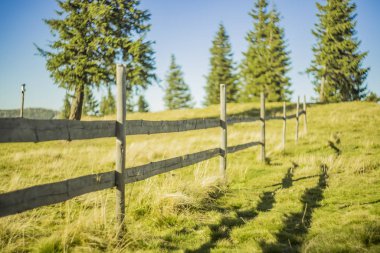 Kırsal kesimdeki dağlık arazinin yumuşak odak noktası köy bahçesinin ahşap çayırlık bahar mevsimi yeşil çimen ağaçları yaprakları ve açık mavi gökyüzü arkaplanı.