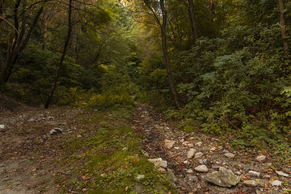 Lentetijd bos landschap natuurlijke omgeving groene bladeren van bomen en droge rivier — Stockfoto