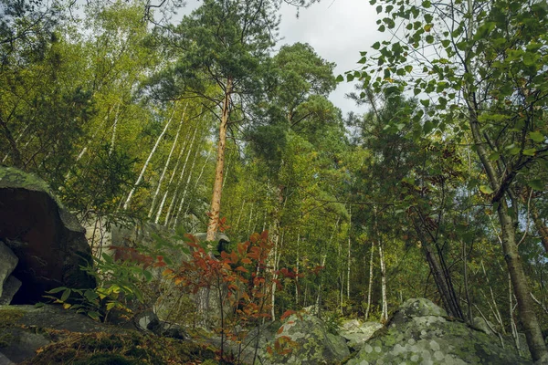 高原の森高樹緑の葉とカラフルな植物岩場自然保護区生態環境春の時期 — ストック写真