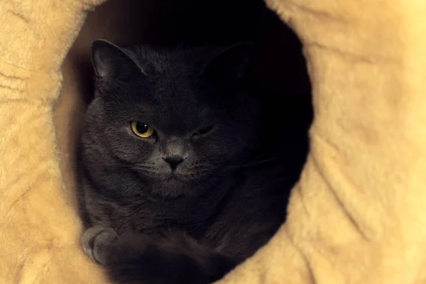 Portrait de chat britannique domestique vue maléfique regardant la caméra dans le trou du canapé pour animaux de compagnie, animal abri concept photo — Photo