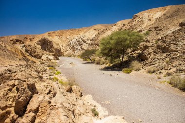 Negev kum taşı çöl kuru manzara kayalık kanyon geçidi ıssız yeşil ağaç