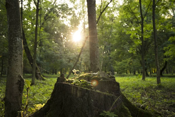 Zonsopgang bos schilderachtig uitzicht met boomstronk in de zon opkomen licht en schittert — Stockfoto
