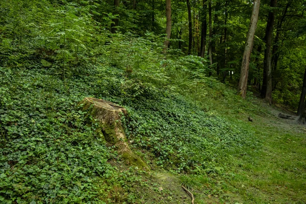 Les zelené listí a strom pařez letní čas příroda prostředí — Stock fotografie