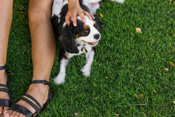 King Charles Cavalier female doggy portrait lay near owner leg on a green grass meadow background outdoor foreshortening from above with empty copy space for your text here — Stock Photo, Image