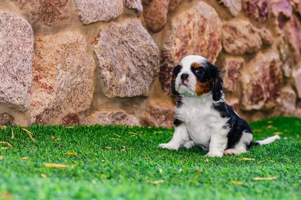 King Charles Cavalier κουτάβι πορτρέτο με γενναίο πρόσωπο και αστεία υπερήφανη θέτουν σε ένα συνθετικό πράσινο γρασίδι του σπιτιού πίσω αυλή εξωτερικό χώρο με φόντο πέτρινο τοίχο, αντίγραφο χώρου — Φωτογραφία Αρχείου