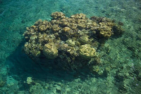 Barriera corallina natura tropicale vista panoramica attraverso l'acqua trasparente del Mar Rosso copia spazio — Foto Stock