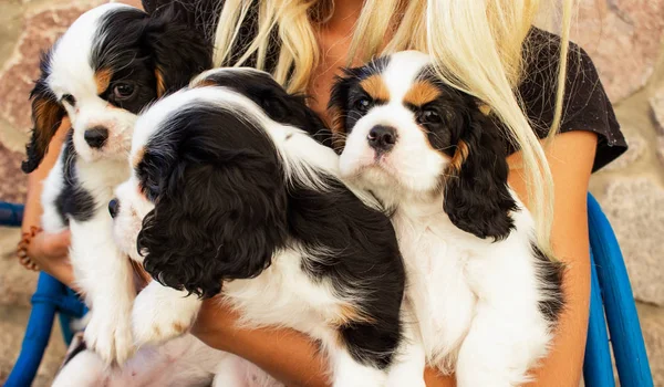 Kral Charles Cavalier yavru köpekleri ellerinde mutluluk evcil köpeklerle kucaklaşır.