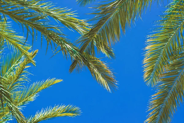 Sur trópico fondo natural hojas de palma sobre vivo azul cielo fondo verano tiempo colorido vista escénica copia espacio — Foto de Stock