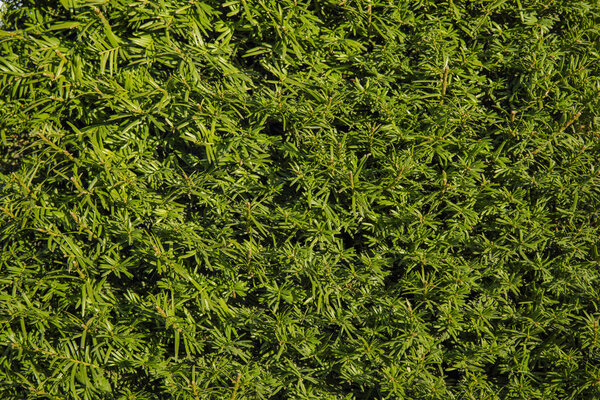 зеленые игольные ветви весеннее время естественный простой фон пустое пространство для копирования текста
