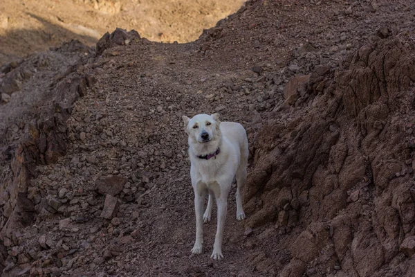 白狗动物肖像看着相机沙漠岩石山脉干旱的风景环境 — 图库照片