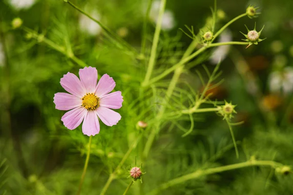 Única flor camomila rosa no jardim verde ambiente de fundo sem foco, imagem padrão papel de parede com espaço vazio para cópia ou texto — Fotografia de Stock
