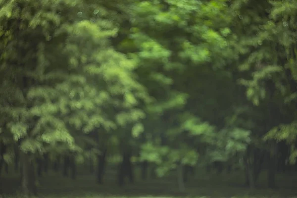 Abstrato desfocado desfocado escuro verde atmosfera floresta fundo vazio cópia espaço — Fotografia de Stock