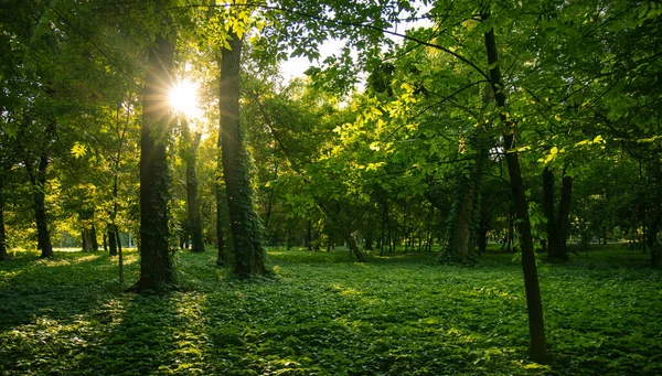 Сонце висхідне світло через листя зелених дерев в ранковому парку на відкритому повітрі мирне природне середовище — стокове фото