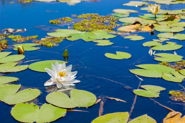 Water lily blossom flower green leaves on lake peaceful water surface spring time season — ストック写真