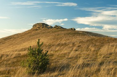 Dağın tepesindeki rüzgarlı dağlık vadide sonbahar mevsiminde çam ağaçlarının önü ile en yüksek manzaralı kayalar, kopyalama alanı
