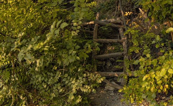 Handgemaakte houten trap park outdoor groen gebladerte natuurlijke omgeving — Stockfoto