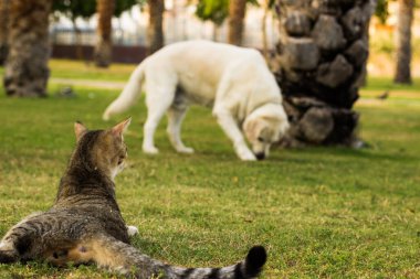 Evcil hayvanlarla yürümek için park alanındaki komik hayvan sahnesi, yeşil çimlerin üzerinde uzanan kedi kameraya geri dönüp beyaz bir Labrador 'a bakıyor, hayvan barınağı fotoğrafçılığı.