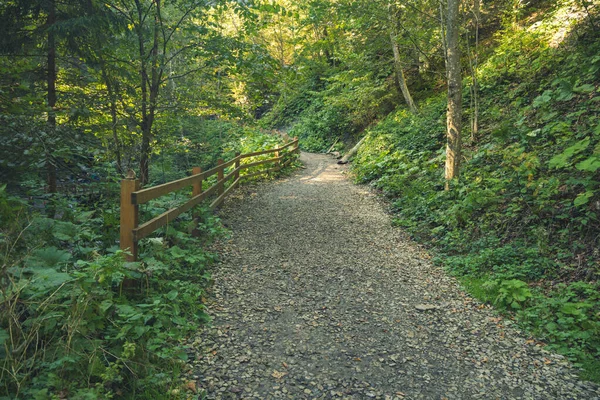 Morning forest landscape trail fenced by rural wooden palisade in spring time natural environment without people — 스톡 사진