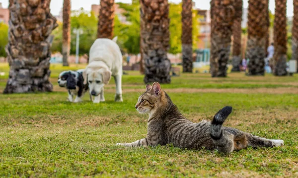 美丽的家养宠物的概念画面为动物栖身之处的主题，猫躺在绿草上的前景和两只在公园户外漫无目的背景下散步的狗，阳光灿烂 — 图库照片