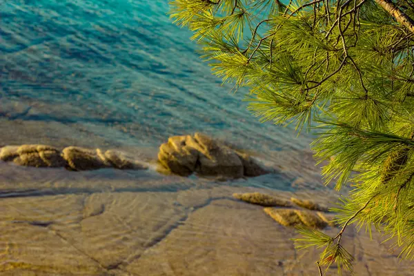 Tropic waterfront natural concept photography with cedar tree needle branches and unfocused shallow water and rocky beach colorful background — Stock Photo, Image